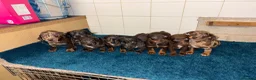 Dachshund dogs for sale: Miniature dachshund - Advert 3