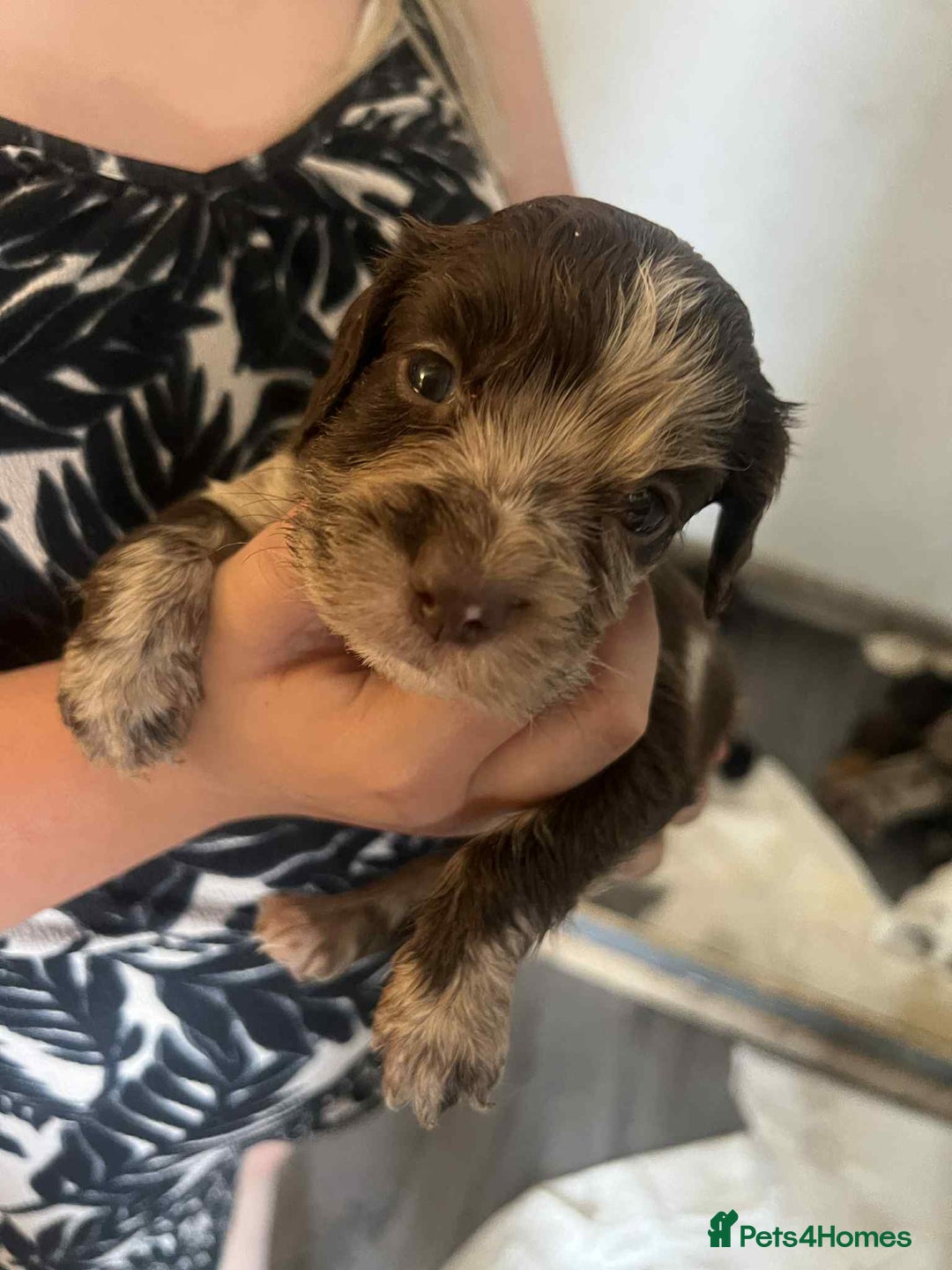 Cocker Spaniel dogs for sale: Merl cocker spaniel puppies  - Image 28