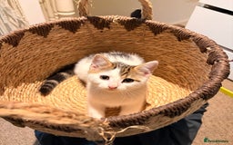 British Shorthair cats for sale: 2 beautiful boys ready for their home - Advert 1