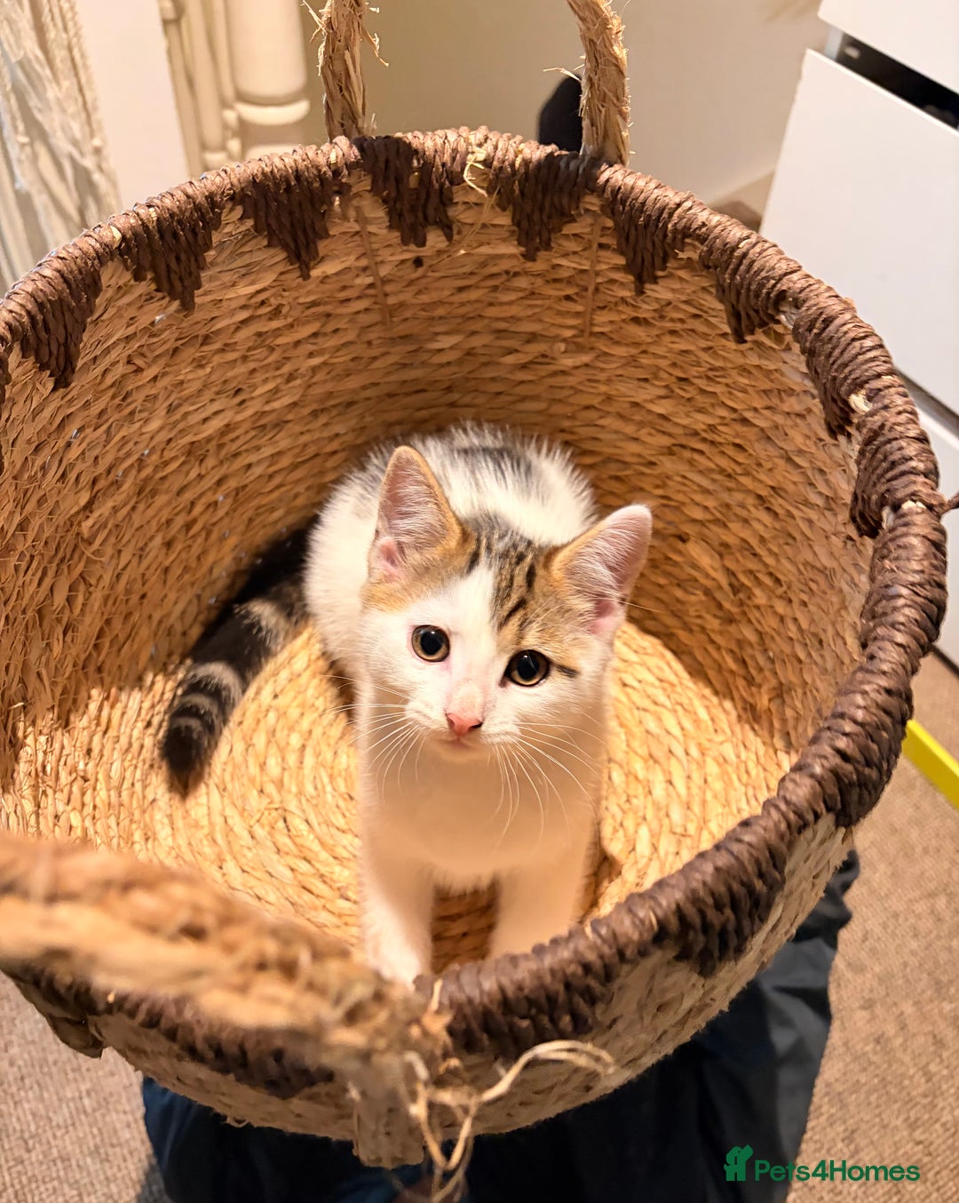 British Shorthair cats for sale: 2 beautiful boys ready for their home - Advert 1