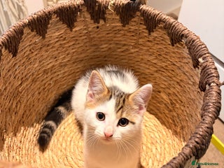 British Shorthair cats - Advert 7