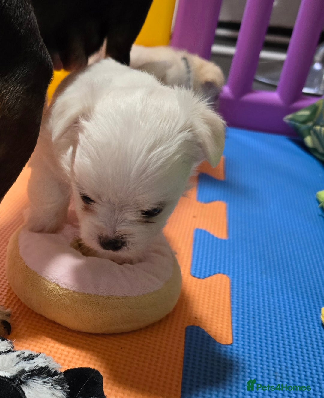 Mixed Breed dogs for sale: F1 Malchi puppys from health tested parents  - Image 8