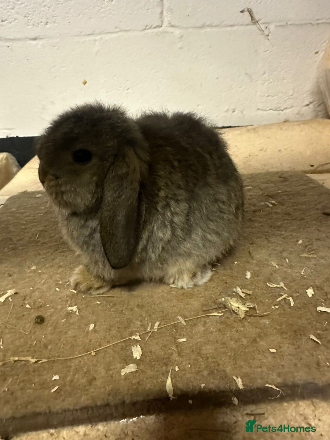 Dwarf Lop rabbits for sale: Drawf lop babies for sale - Advert 7