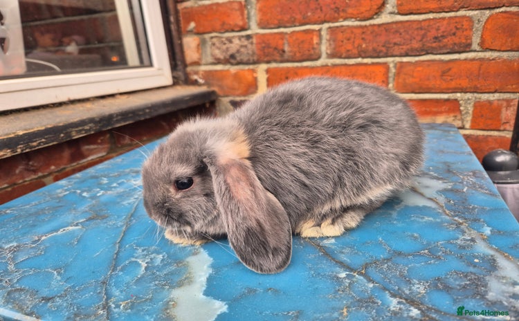 Mini Lop rabbits - Advert 3