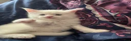 Maine Coon cats for sale: Beautiful Queen Snowy - Advert 7