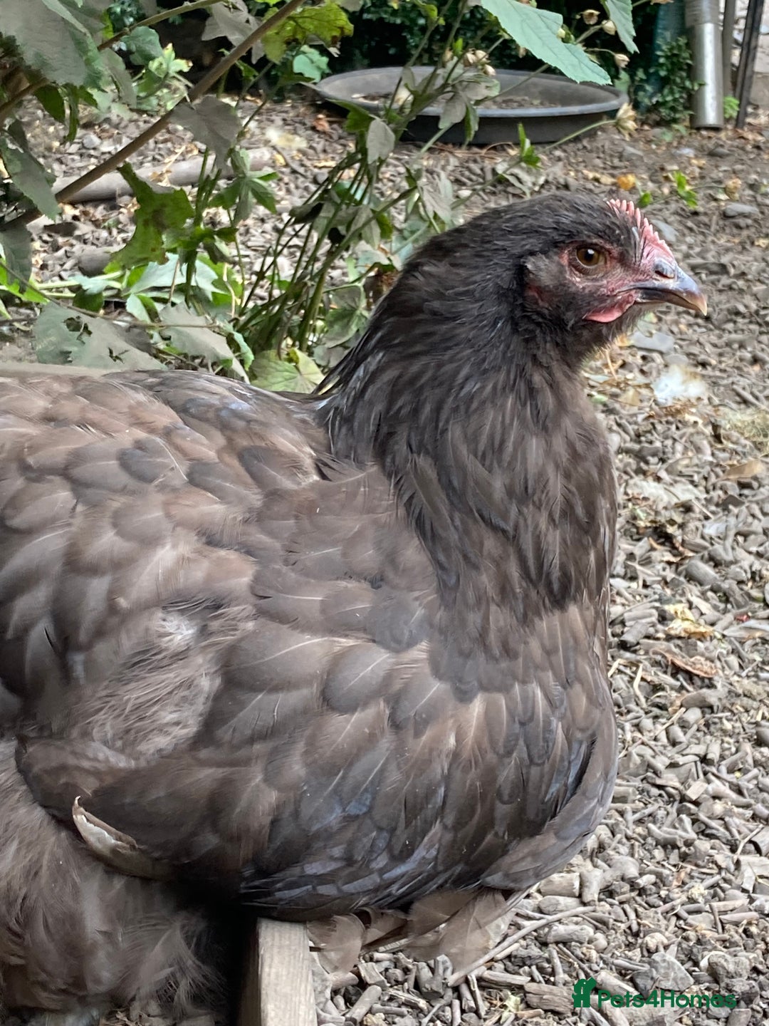 Chickens poultry for sale: Chocolate Orpington - Image 3