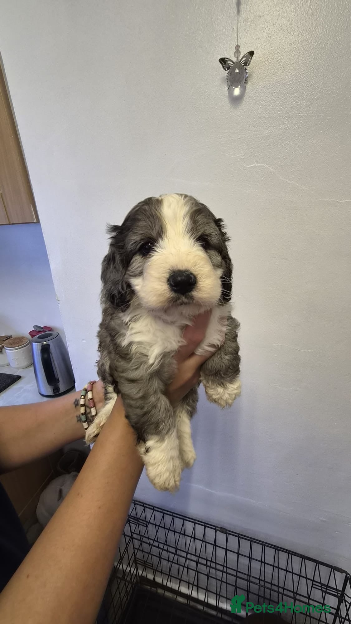 Cockapoo dogs Beautiful f1 cockapoo puppy - Advert 8
