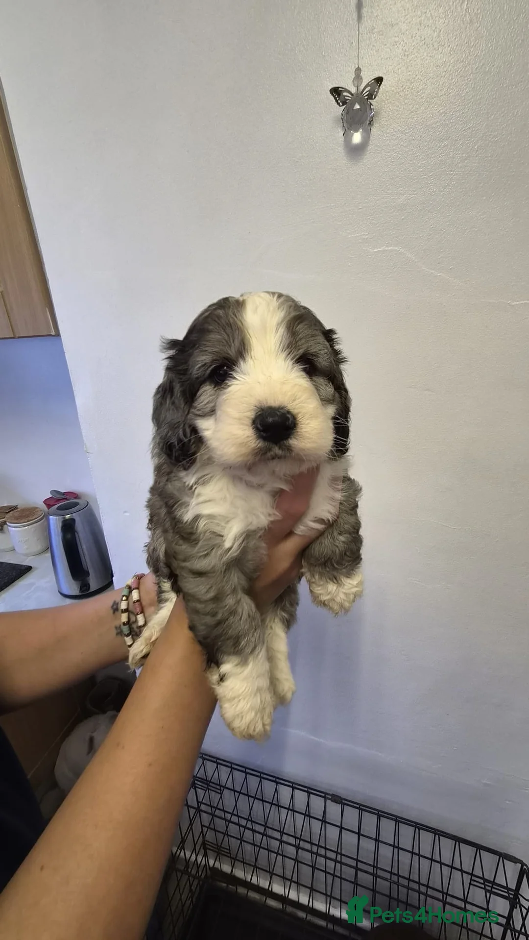 Cockapoo dogs for sale: Beautiful f1 cockapoo puppies  in Droitwich - Advert 4
