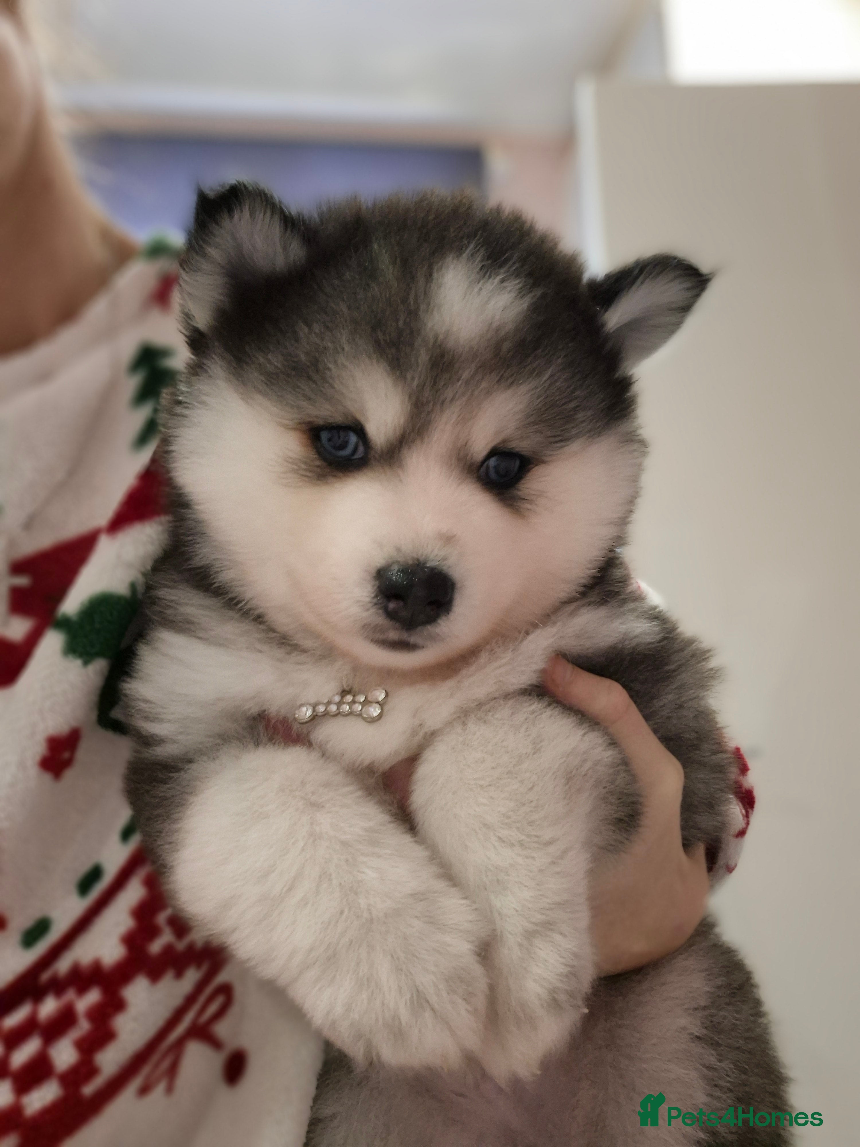 Pomsky dogs Perfect Blue eyed pomskys  - Advert 2