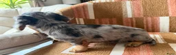Miniature Dachshund dogs for sale: KC registered Miniature Dachshund Puppies - Advert 15