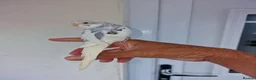Budgerigars birds for sale: Super silly hand tamed baby budgies  - Advert 30