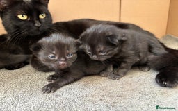 Bombay cats for sale: Bombay mix kittens  - Image 5