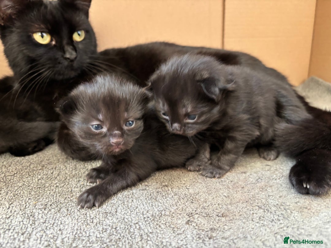 Bombay cats for sale: Bombay mix kittens  - Image 5