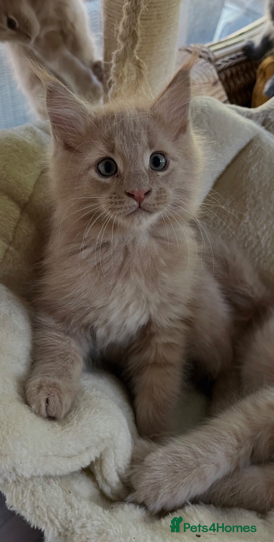 Maine Coon cats Full 💯 European Maine coons kittens - Advert 5