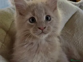Maine Coon cats Full 💯 European Maine coons kittens - Advert 5