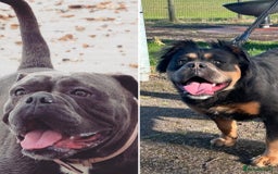 Olde English Bulldogge dogs for sale: Olde English Bulldogges pups - Image 10