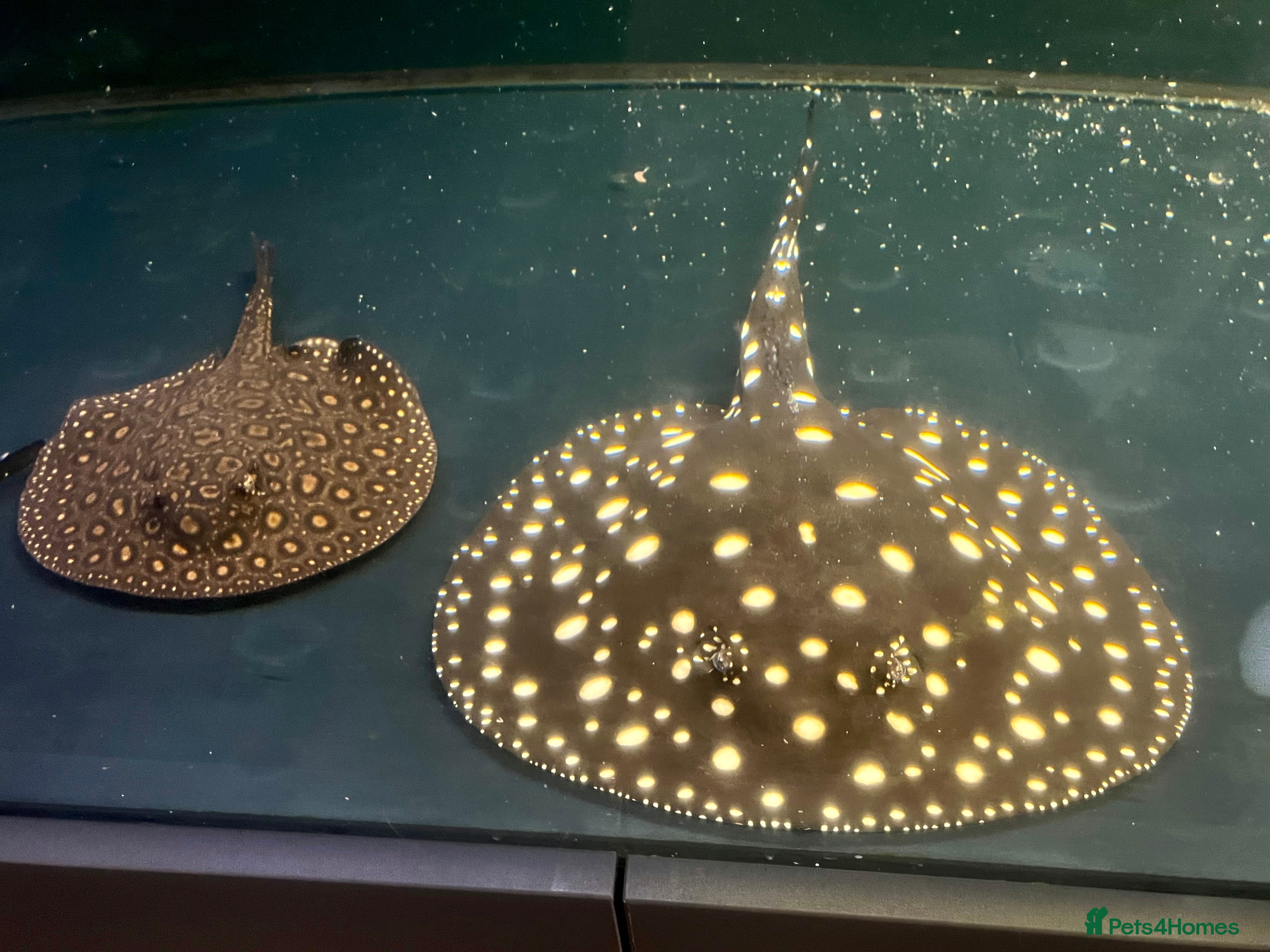 Other/Mixed Breed fish Predatory fish - rays - eel - jags  - Advert 7