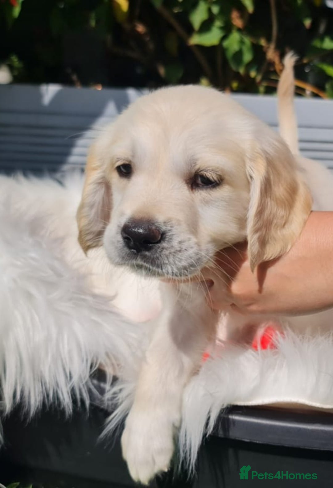 Golden Retriever dogs for sale: Stunning Golden Retriever puppies  - Image 33