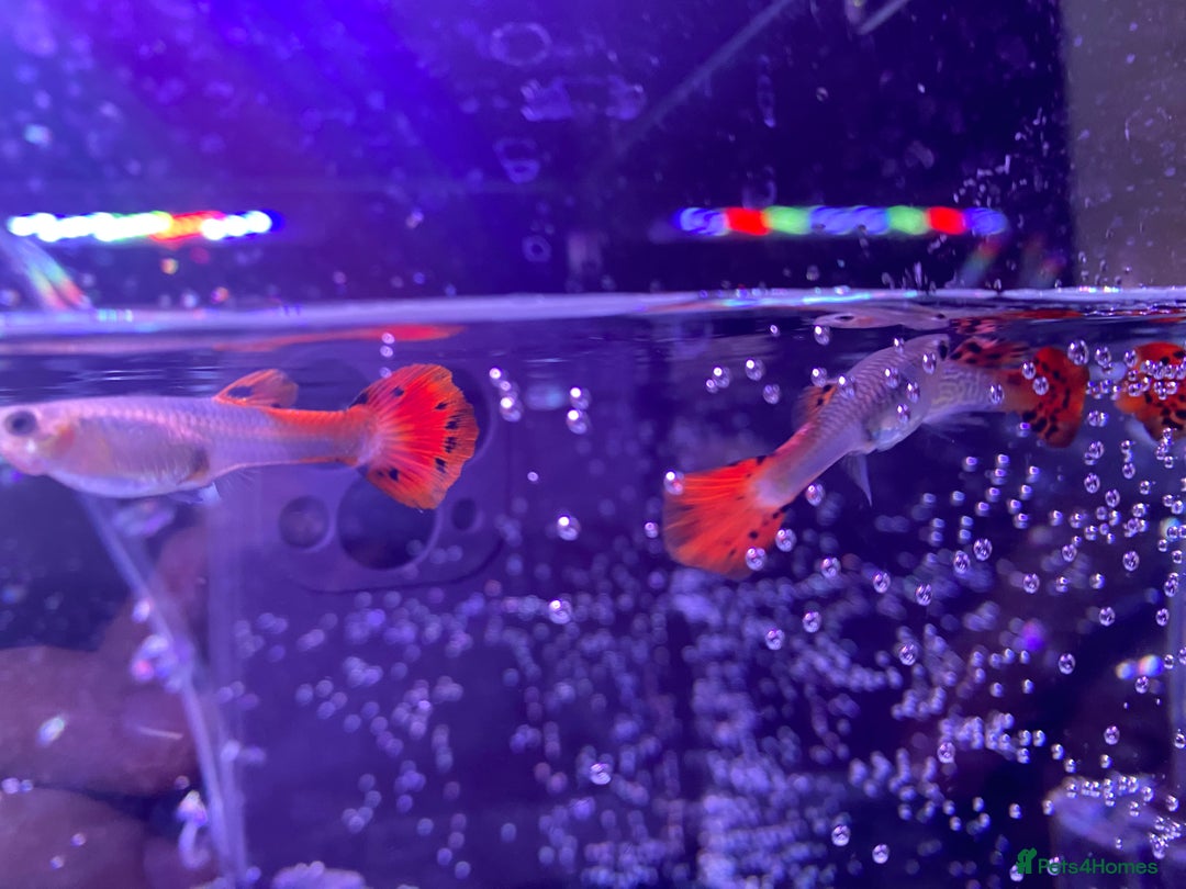 Platies fish for sale: Guppies - Advert 4