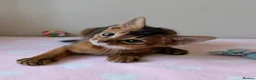 Abyssinian cats for sale: 🩵🩵Boy🩵🩵 show class kitten 🐾 - Advert 5