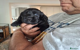 Mixed Breed dogs for sale:  Rare Little Glossy Chunks of Spaniel - Image 7