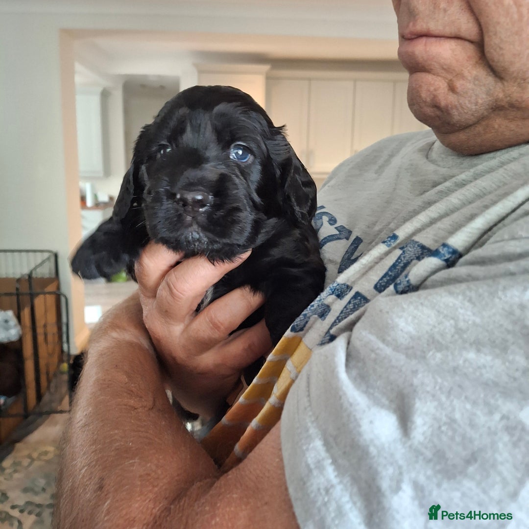 Mixed Breed dogs for sale:  Rare Little Glossy Chunks of Spaniel - Image 7