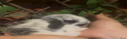 Mini Lop rabbits for sale: Mini lops  - Advert 3