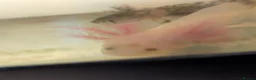 Axolotl reptiles for sale: Baby axolotl  - Advert 2
