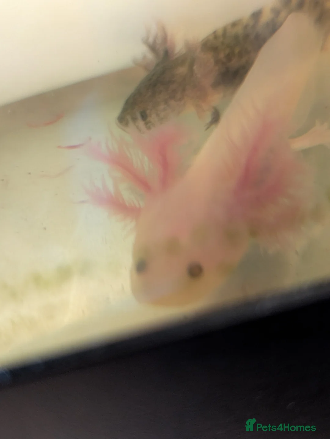 Axolotl reptiles for sale: Baby axolotl  - Advert 2