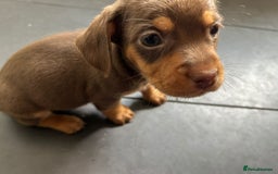 Mixed Breed dogs for sale: One lovely French Bulldog x Dachshund boy  Puppies - Image 12