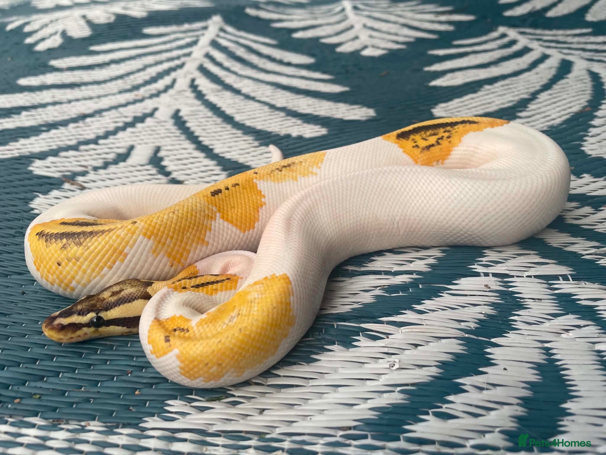 Boa Snake reptiles fire, pastel, orange dream pied royal-ball python - Advert 24