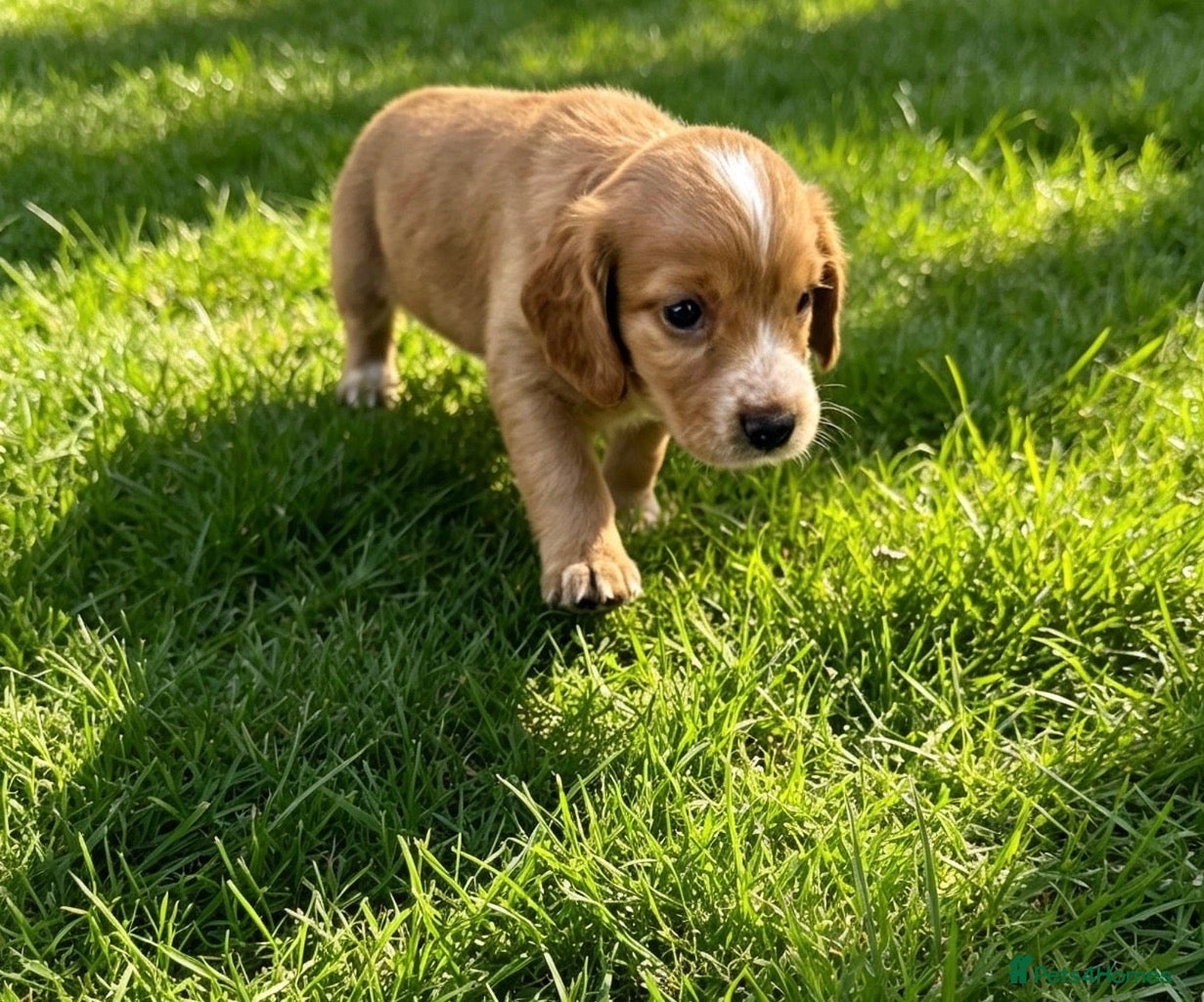 Cocker Spaniel dogs Adorable working cocker spaniels  - Advert 2