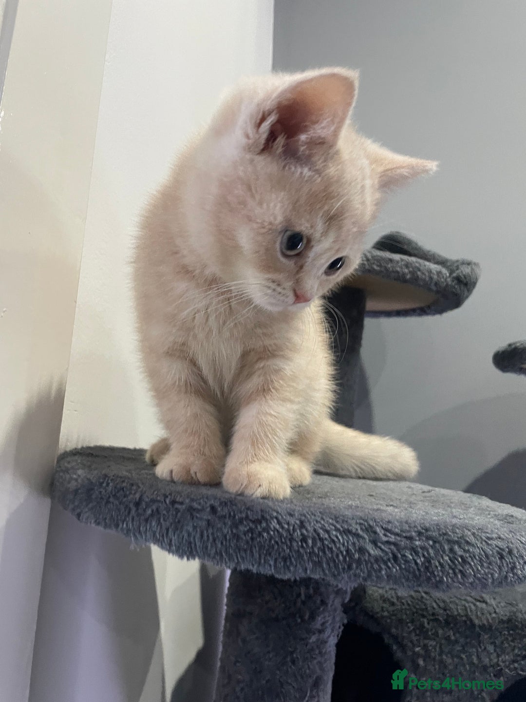 British Shorthair cats for sale: British shorthair  - Image 5