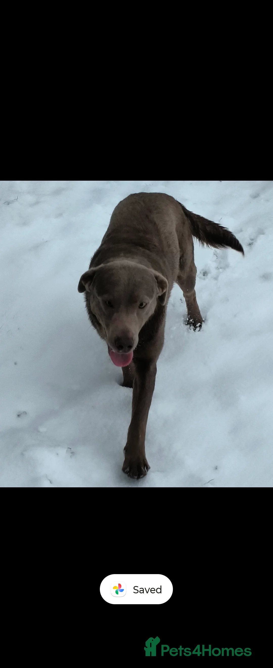 Labrador Retriever dogs for sale: Gorgeous girl Labradors ready this weekend  - Advert 7