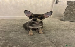 Chihuahua dogs for sale: Blue and fawn boy  - Image 4