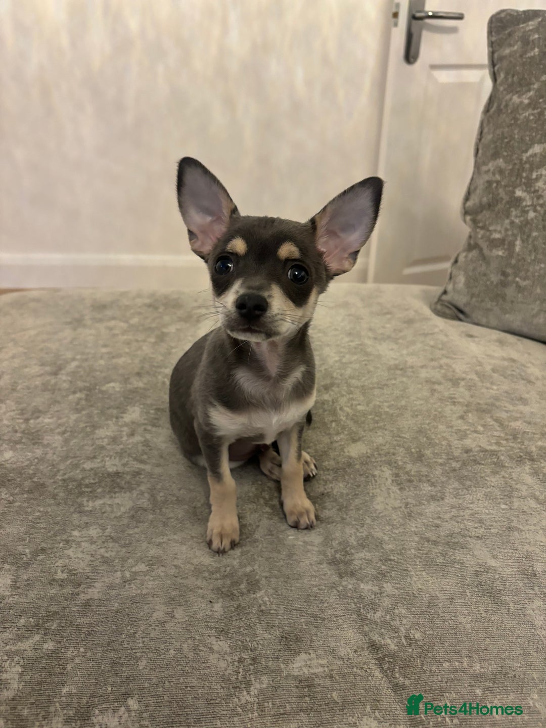 Chihuahua dogs for sale: Blue and fawn boy  - Image 4