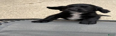 Cocker Spaniel 2