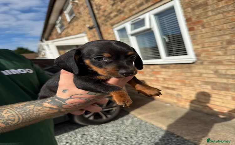 Miniature Dachshund dogs - Advert 5