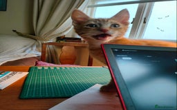 Domestic Shorthair cats for sale: Last of the litter ginger kitten ready to go - Image 8