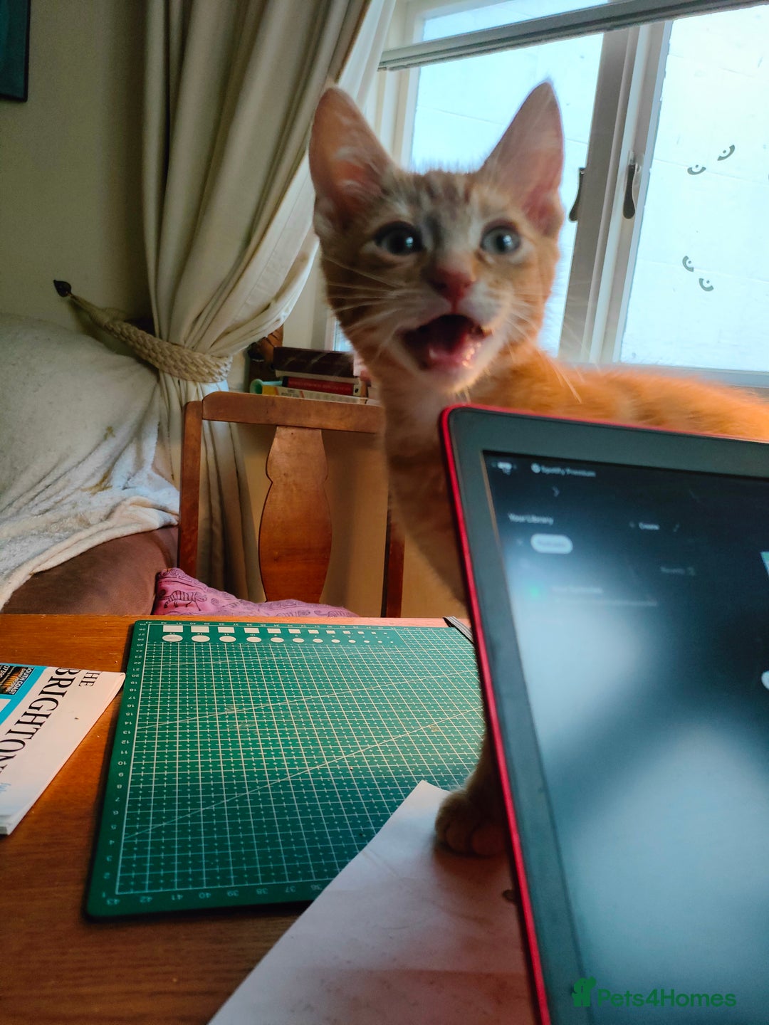 Domestic Shorthair cats for sale: Last of the litter ginger kitten ready to go - Image 8