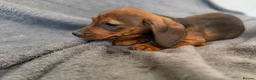 Miniature Dachshund dogs for sale: Beautiful wire miniature dachshund puppies 4 sale - Advert 13