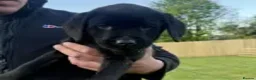 Labrador Retriever dogs for sale: Extensively Health Tested Labrador Puppies - Advert 6