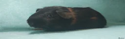 Guinea Pig rodents for sale: Baby cornet and friend ready now  - Advert 6
