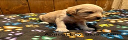 Labradoodle dogs for sale: Miniature Labradoodles from experienced breeder  - Advert 18