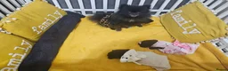 Pomeranian dogs for sale:  **   ** s Pomeranian puppy in Doncaster - Advert 9