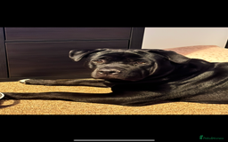 Mixed Breed dogs for sale: Rehoming our Kane boy - Image 6