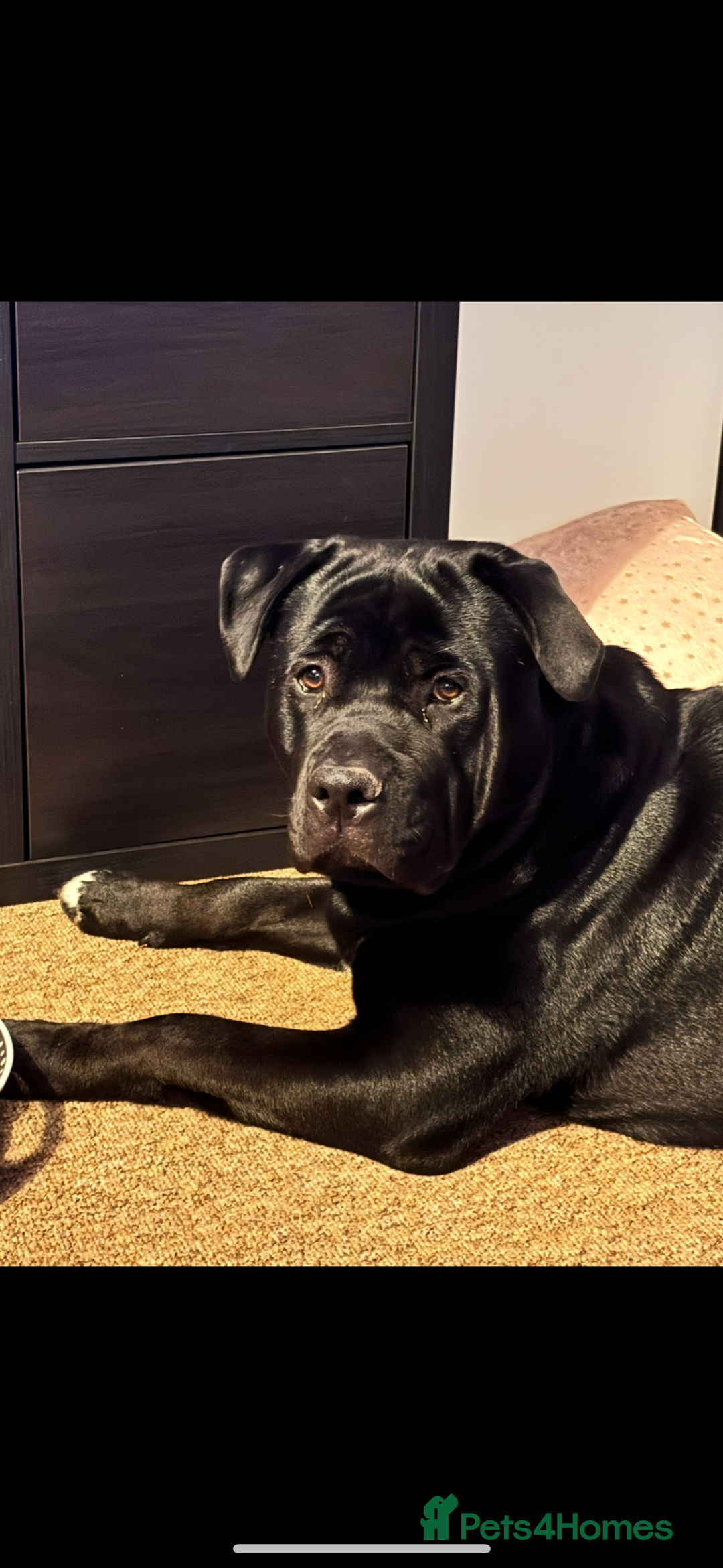 Mixed Breed dogs for sale: Rehoming our Kane boy - Image 6