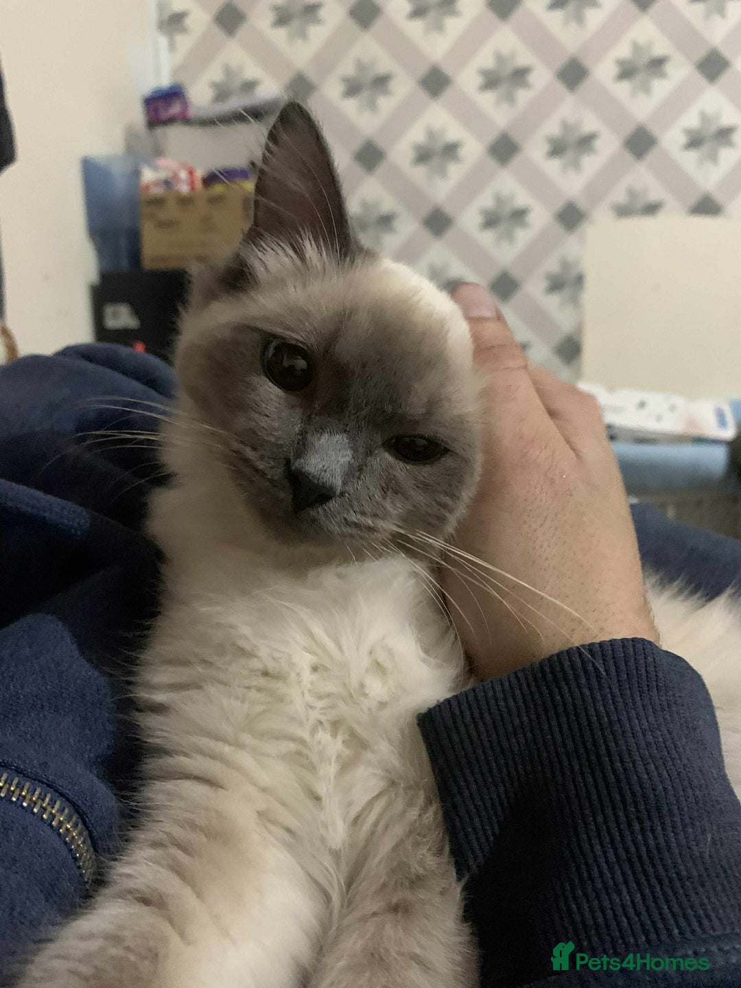 Ragdoll cats for sale: male 2 year old ragdoll - Advert 2