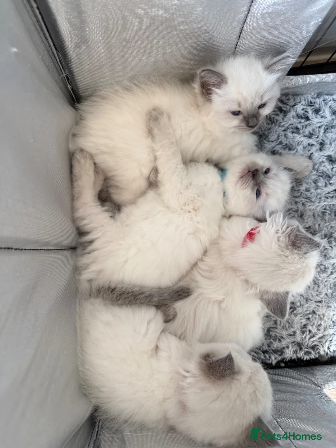 Ragdoll cats for sale: Ragdoll kittens blue points  - Advert 10