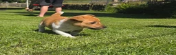 Jack Russell dogs for sale: Legally Docked Miniature Jack Russel Bitch Pup in Colne - Advert 6